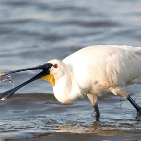 Igluhut De Keet, In Natuurgebied En Vlakbij Het *