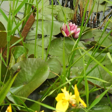 Lejlighed Tiny House De Keet, In Natuurgebied En Vlakbij Het Callantsoog