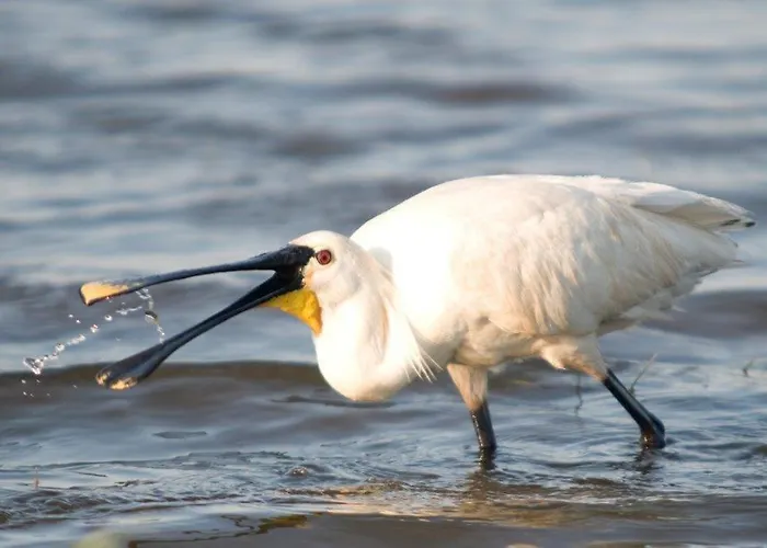 Tiny House De Keet, In Natuurgebied En Vlakbij Het *