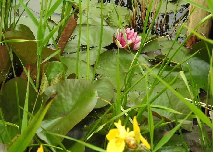 Appartement Tiny House De Keet, In Natuurgebied En Vlakbij Het Callantsoog